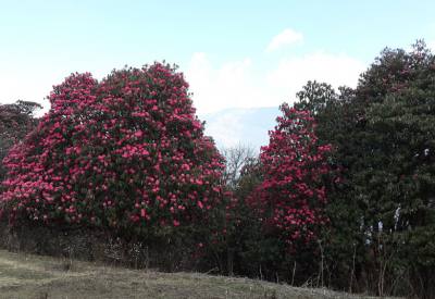 Spring season is the best time for Nepal Trip