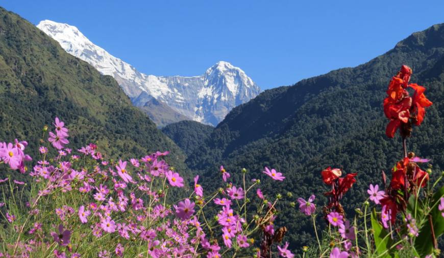 Annapurna South & Himchuili