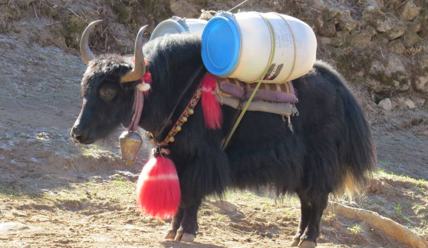 Yak