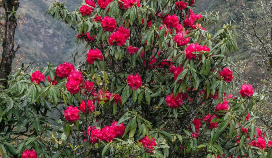 Rhododendrone flowers