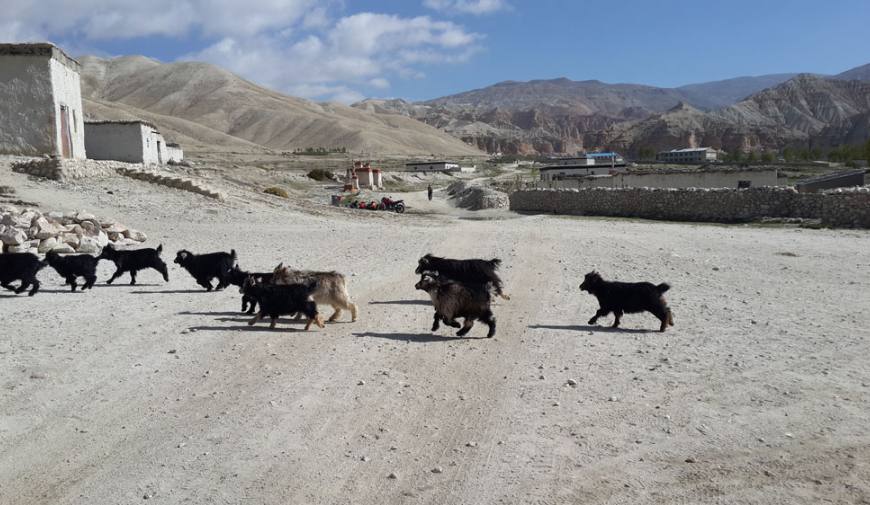 Mustang Safari