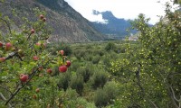 Apple trees in Marpaha