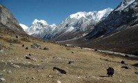 Lantang Himal