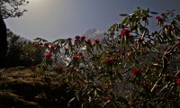 manaslu view with rhododendron
