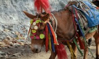 Donkey/ muel Nepali mountain transport