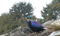 Nepali National Bird Lophophorus