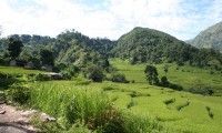 on the way rice farm