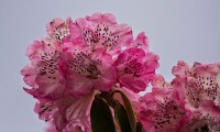 Rohodendron flowers