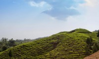 Tea farm