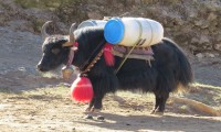 Yak Yak