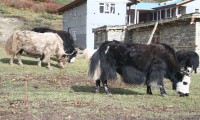 Yak