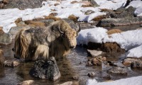 yak on the trail