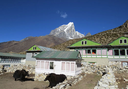 Dingboche: Acclimatization