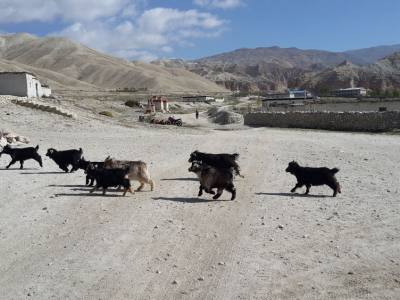 Mustang Safari